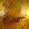 Silver, Goldfill, and amber